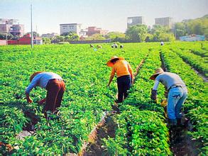 王潘龙：民间"油茶博士"带动乡亲发展生态农业 